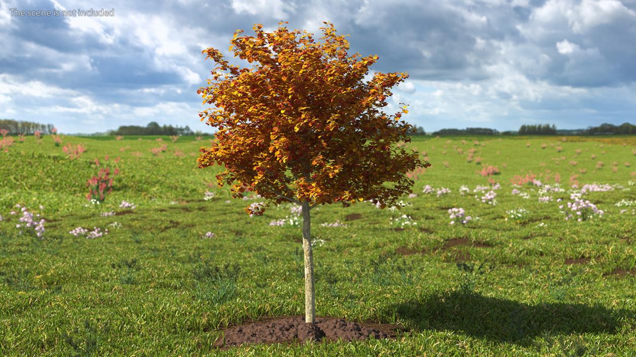 Autumn Cockpur Hawthorn Small with Berries 3D