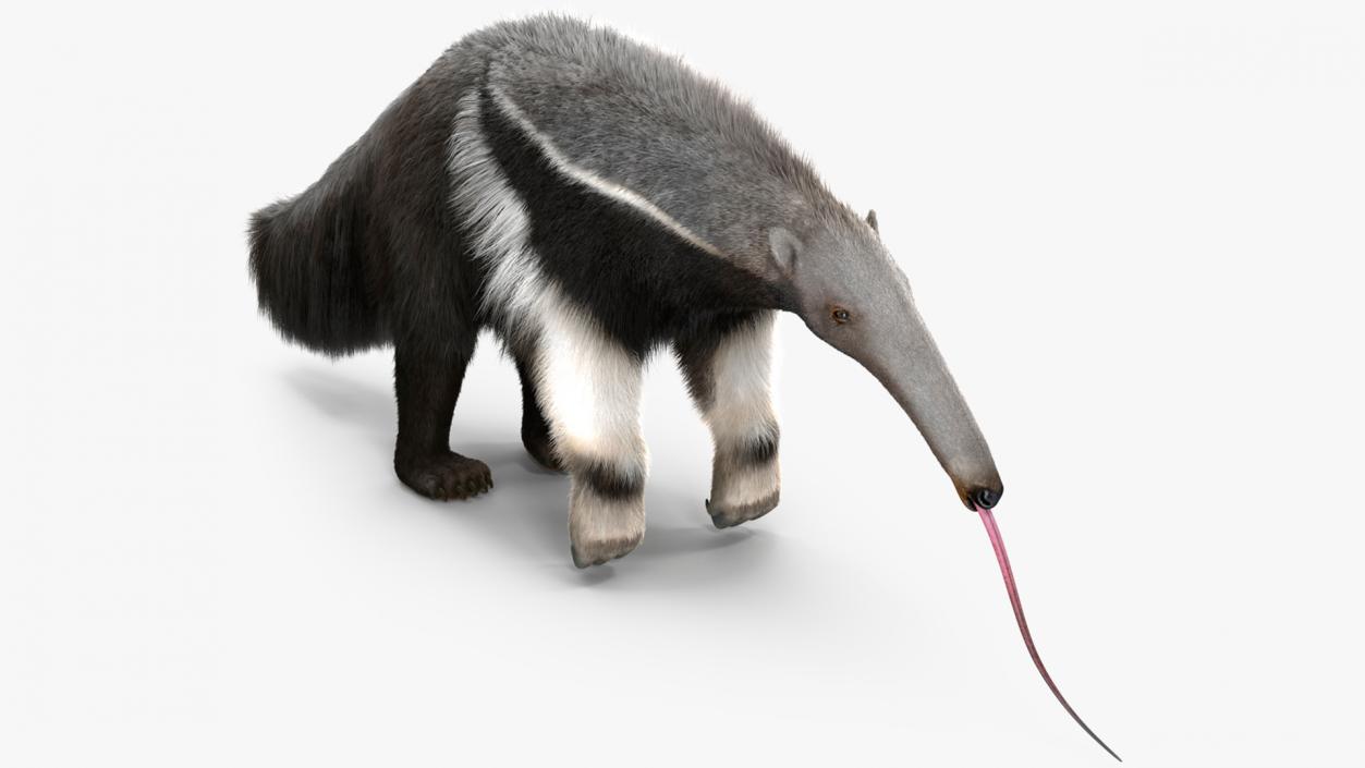 Anteater Rigged Fur 3D model