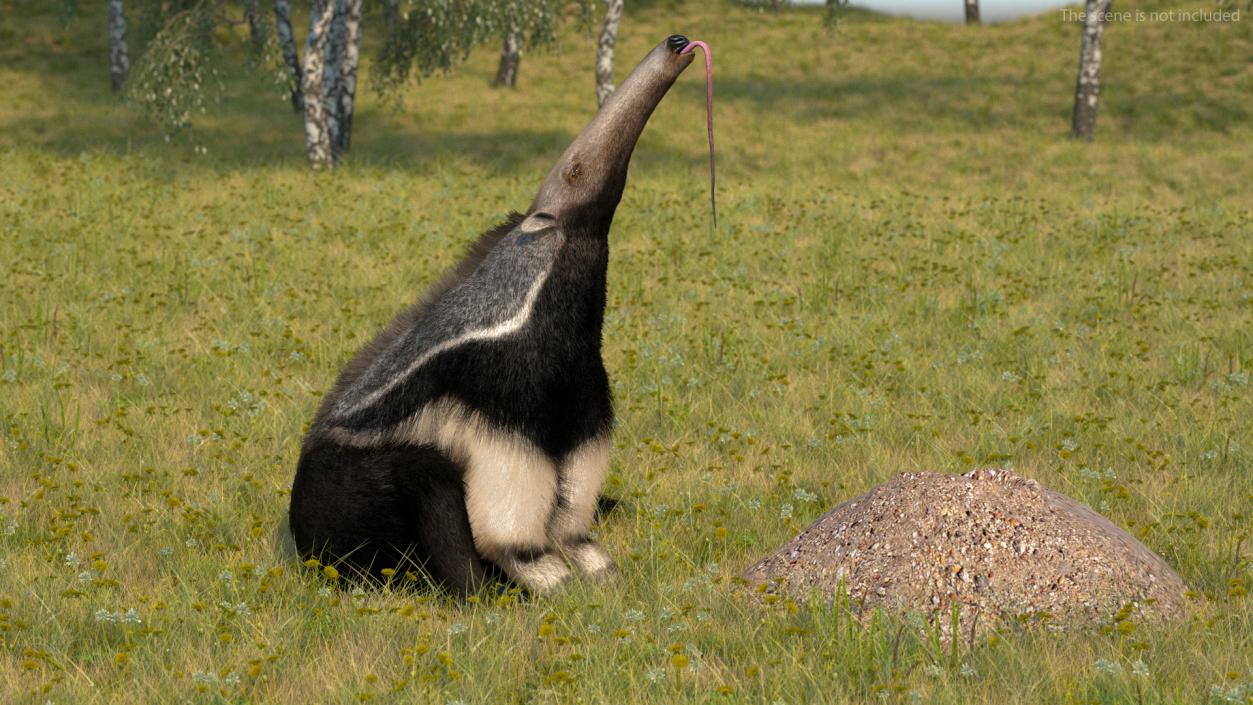 Anteater Rigged Fur 3D model