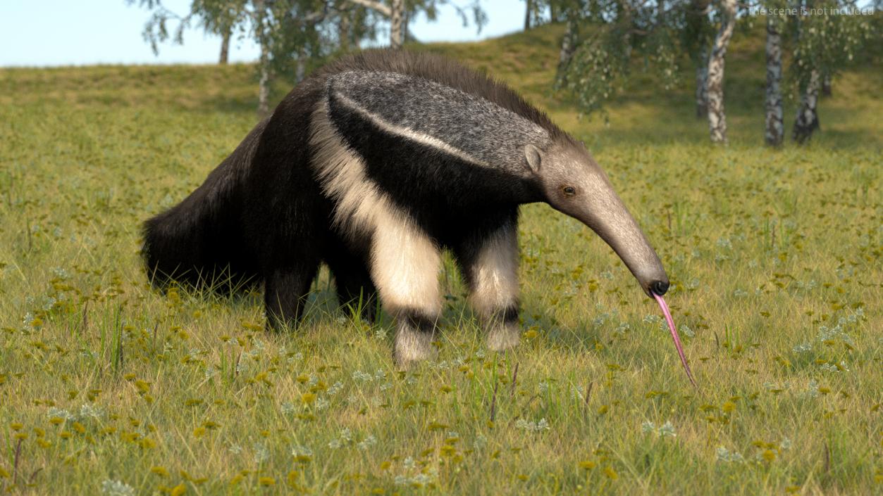 Anteater Rigged Fur 3D model