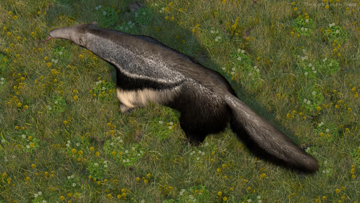 Anteater Rigged Fur 3D model