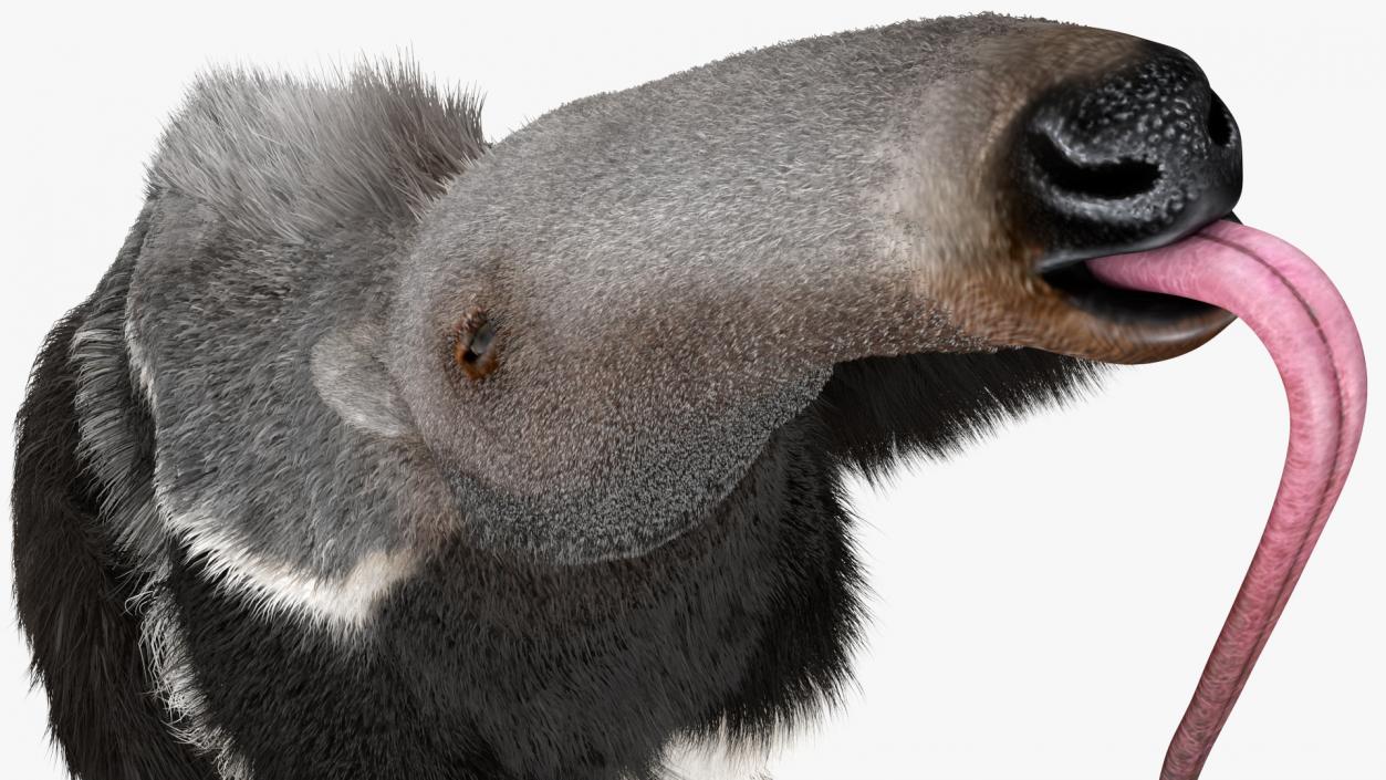 Anteater Rigged Fur 3D model