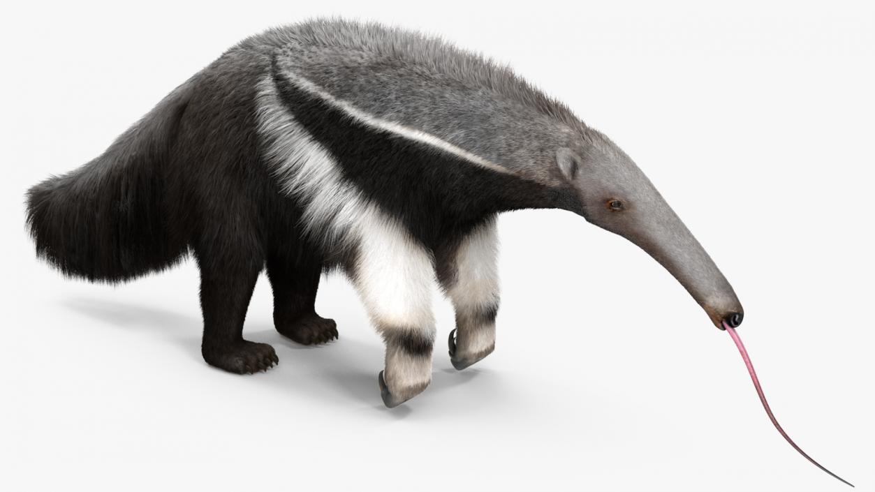 Anteater Rigged Fur 3D model