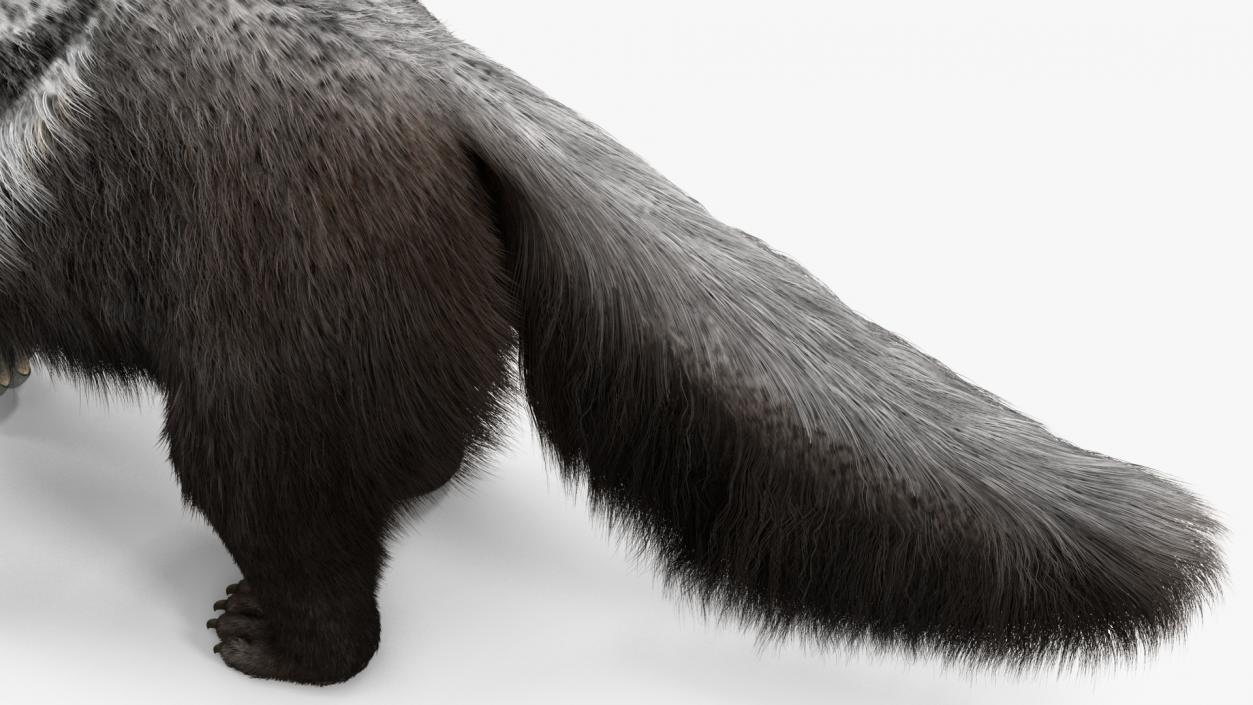 Anteater Rigged Fur 3D model