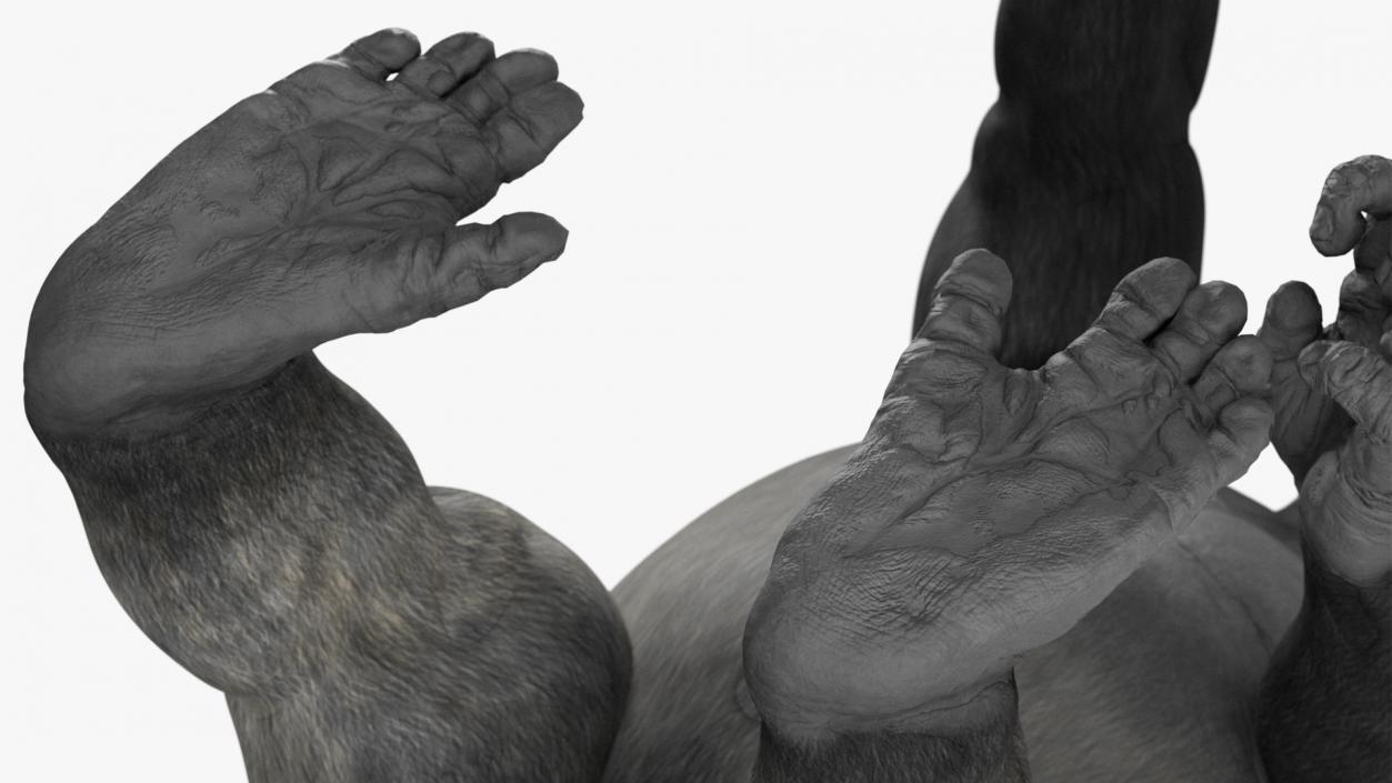 3D Eastern Gorilla Walking Pose model