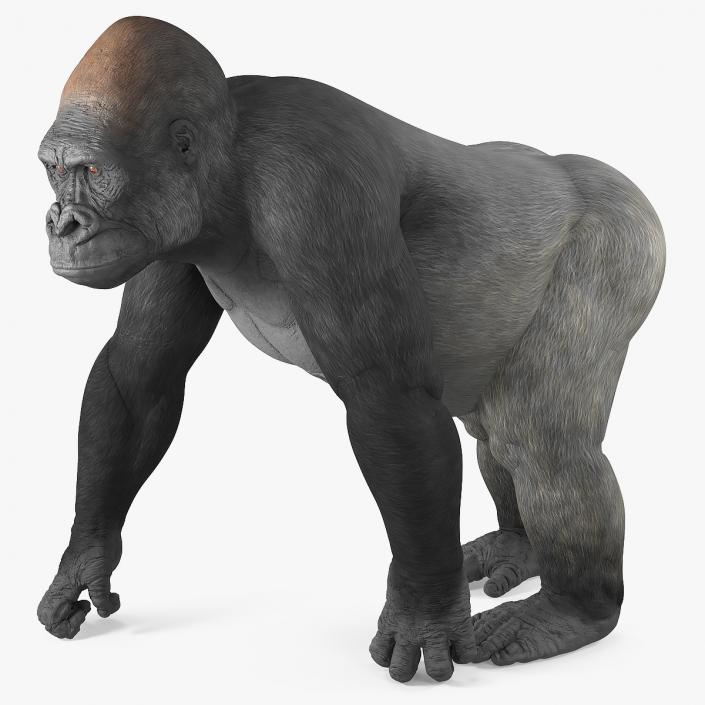 3D Eastern Gorilla Walking Pose model