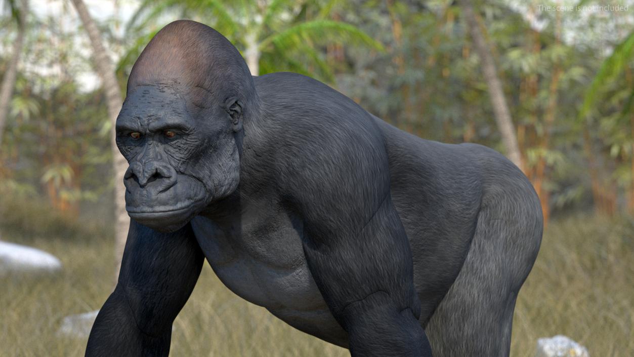 3D Eastern Gorilla Walking Pose model