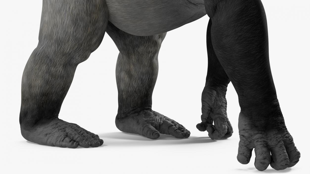 3D Eastern Gorilla Walking Pose model