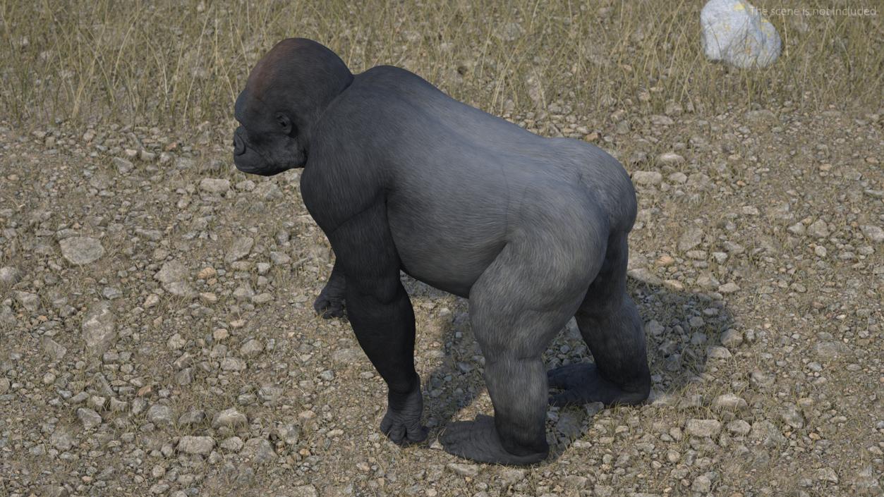 3D Eastern Gorilla Walking Pose model