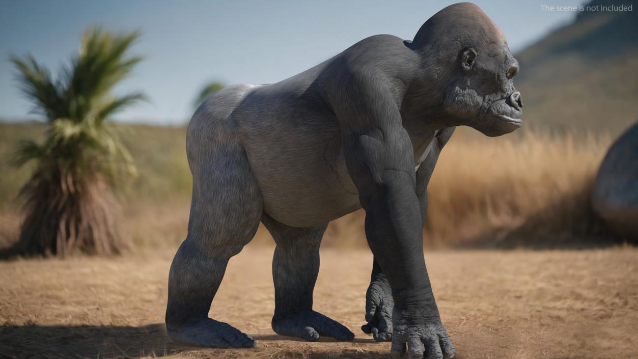 3D Eastern Gorilla Walking Pose model