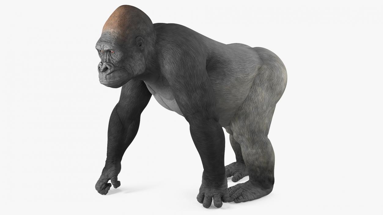 3D Eastern Gorilla Walking Pose model