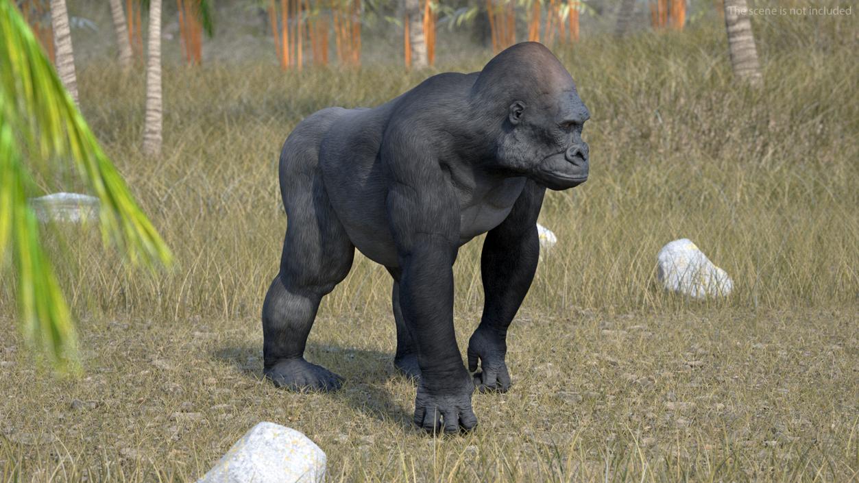 3D Eastern Gorilla Walking Pose model