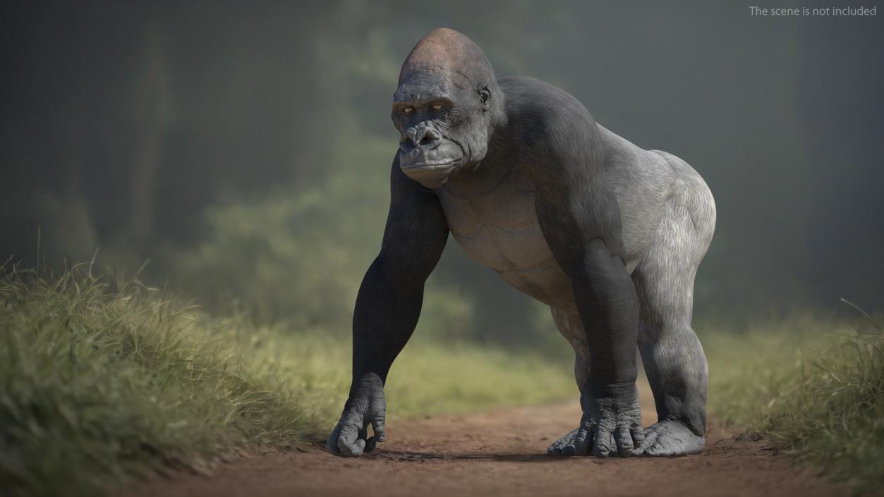 3D Eastern Gorilla Walking Pose model