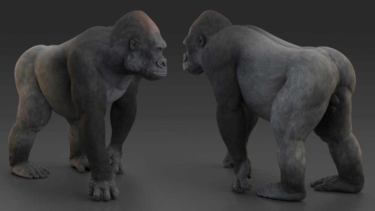 3D Eastern Gorilla Walking Pose model