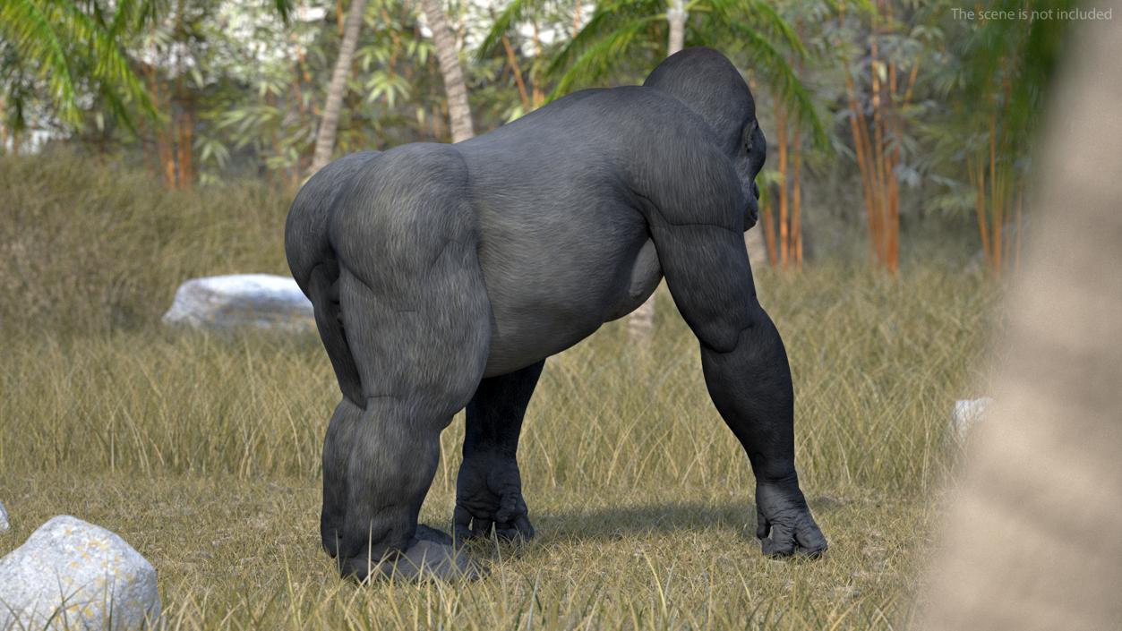 3D Eastern Gorilla Walking Pose model