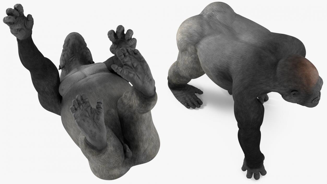 3D Eastern Gorilla Walking Pose model