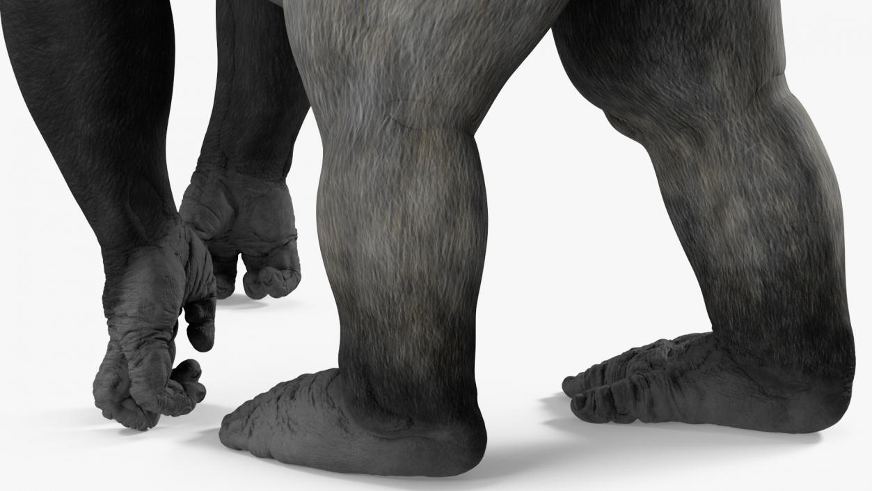 3D Eastern Gorilla Walking Pose model