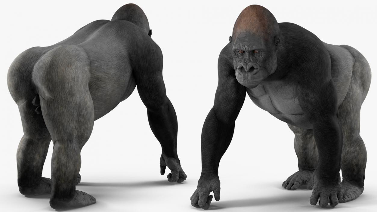 3D Eastern Gorilla Walking Pose model