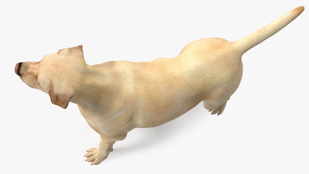 Labrador Dog White Standing 3D