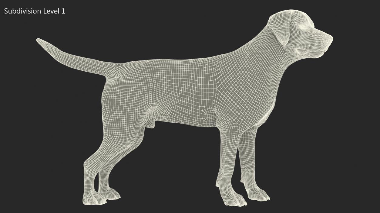 Labrador Dog White Standing 3D