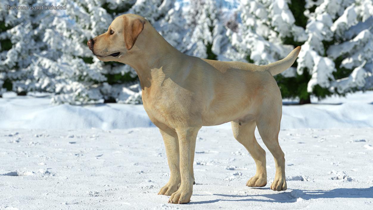 Labrador Dog White Standing 3D