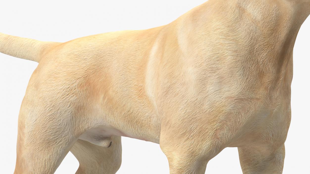 Labrador Dog White Standing 3D