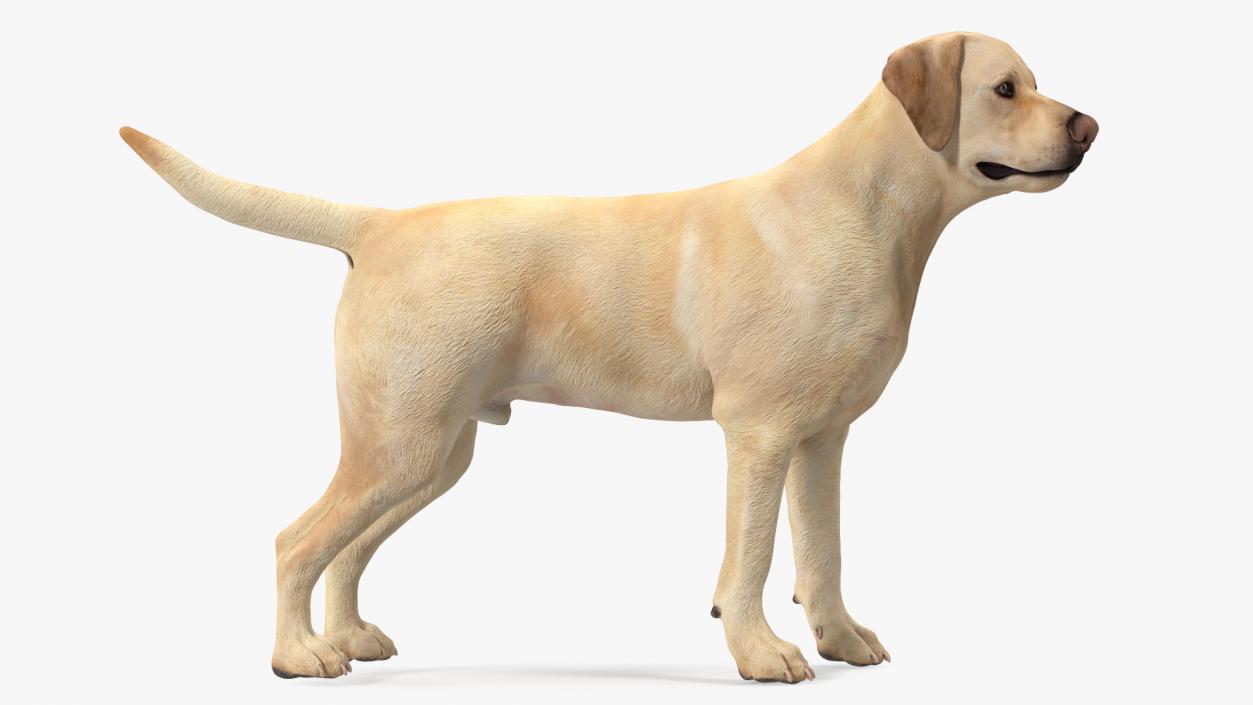 Labrador Dog White Standing 3D