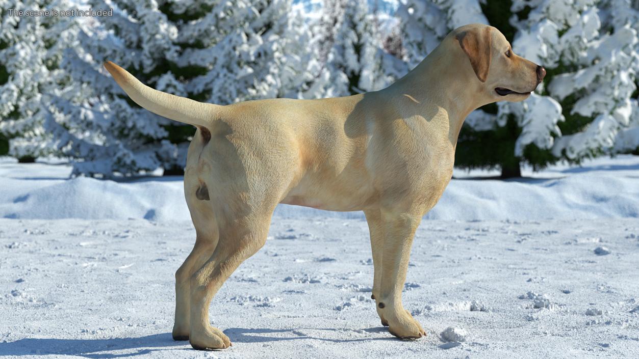 Labrador Dog White Standing 3D