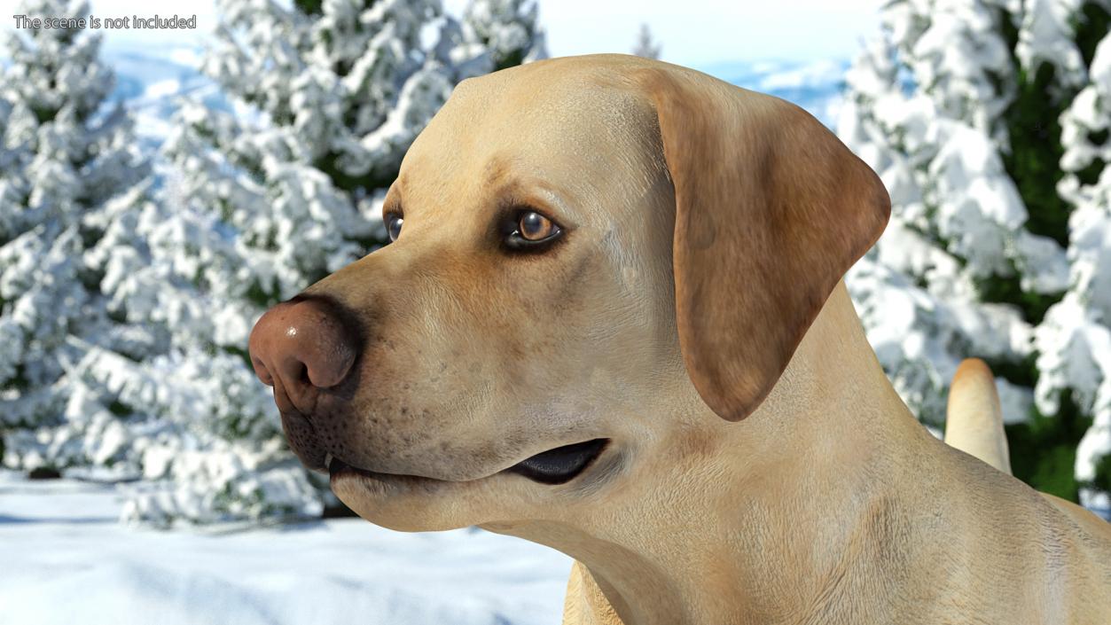 Labrador Dog White Standing 3D