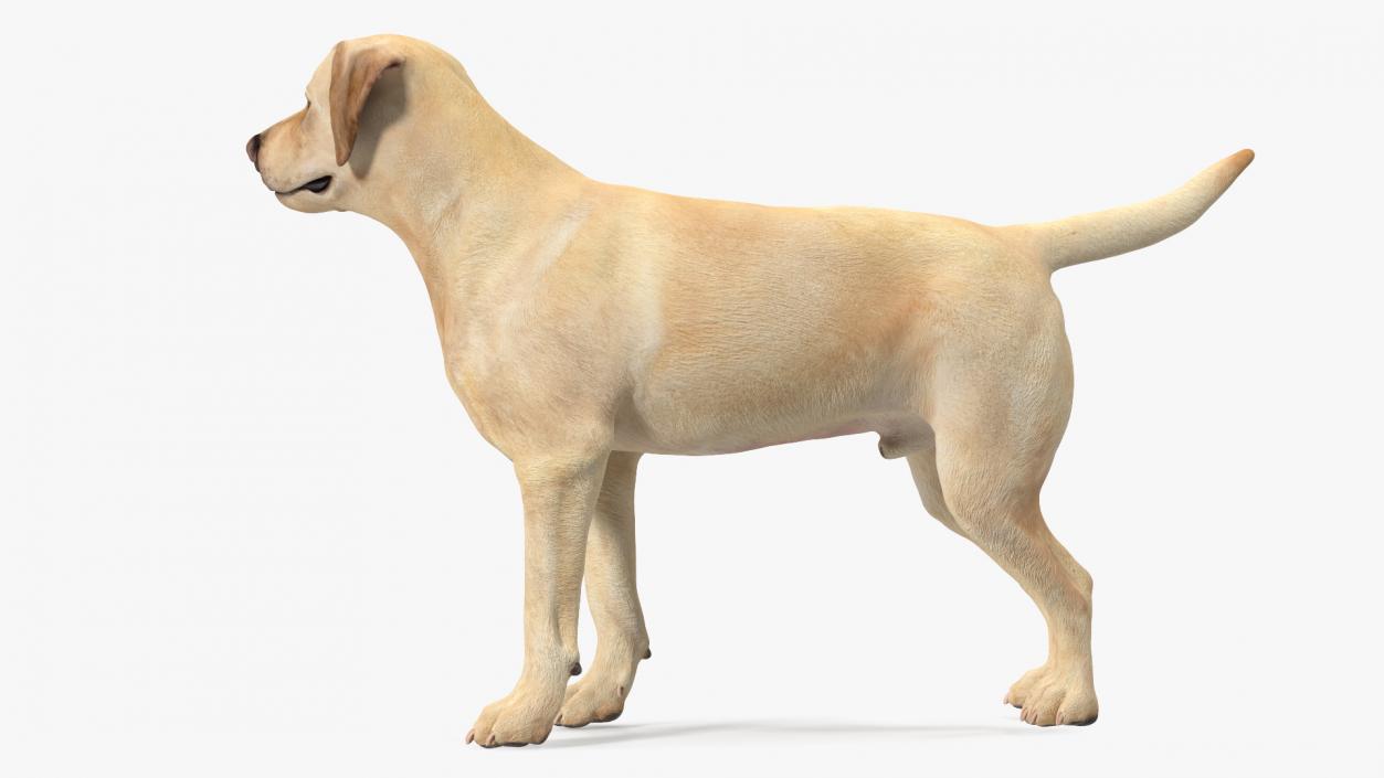 Labrador Dog White Standing 3D