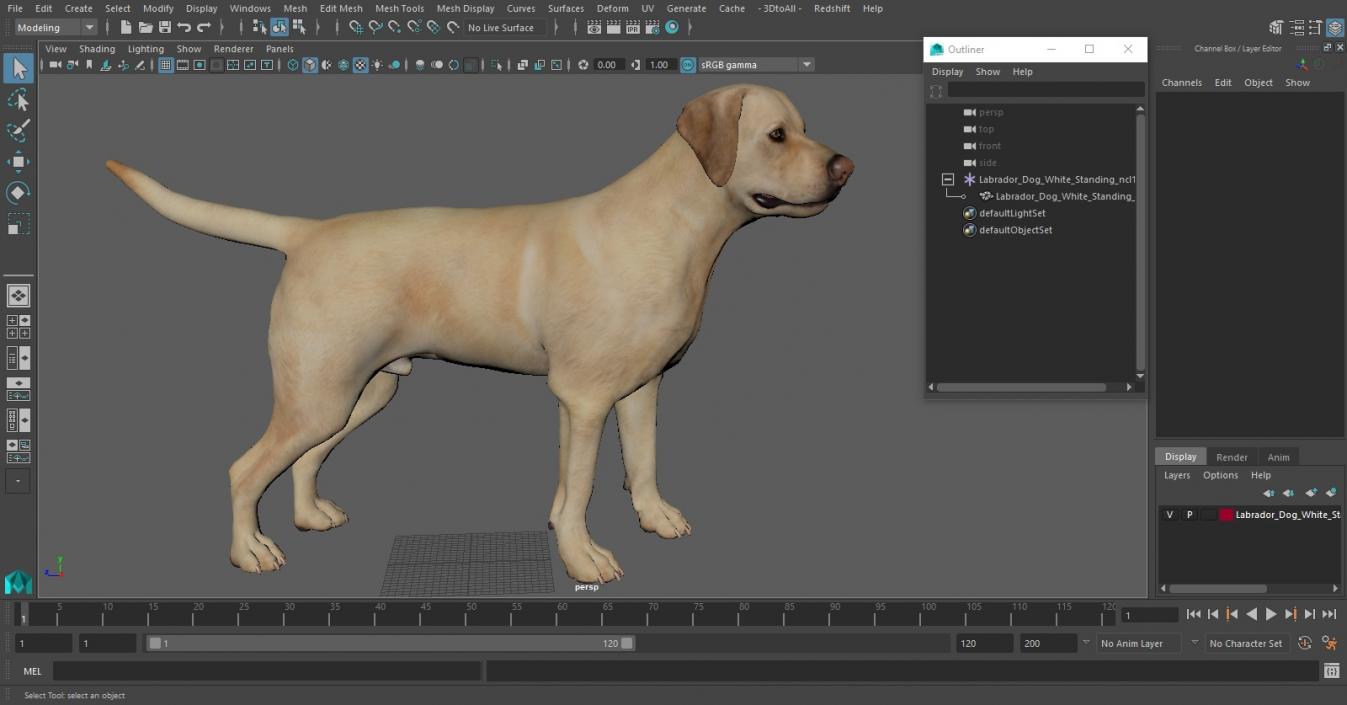 Labrador Dog White Standing 3D