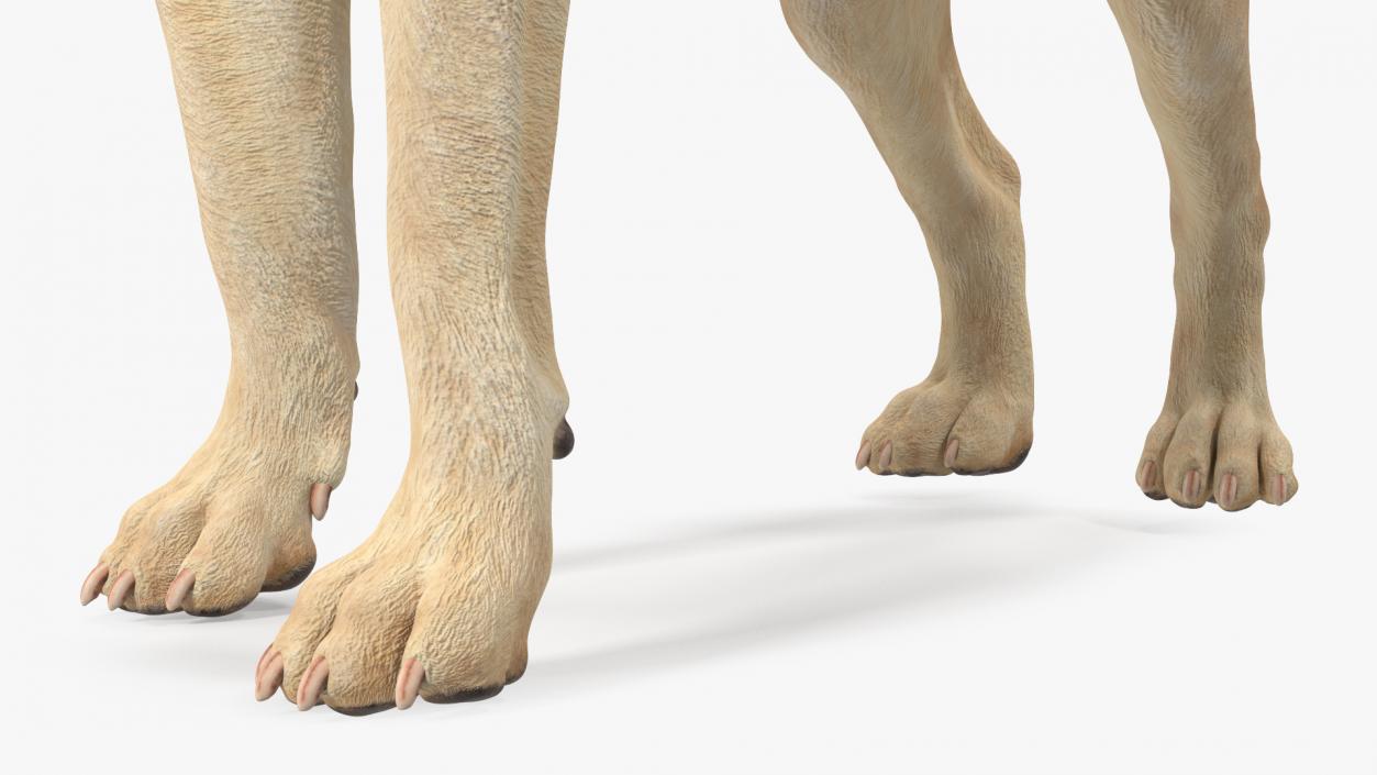 Labrador Dog White Standing 3D