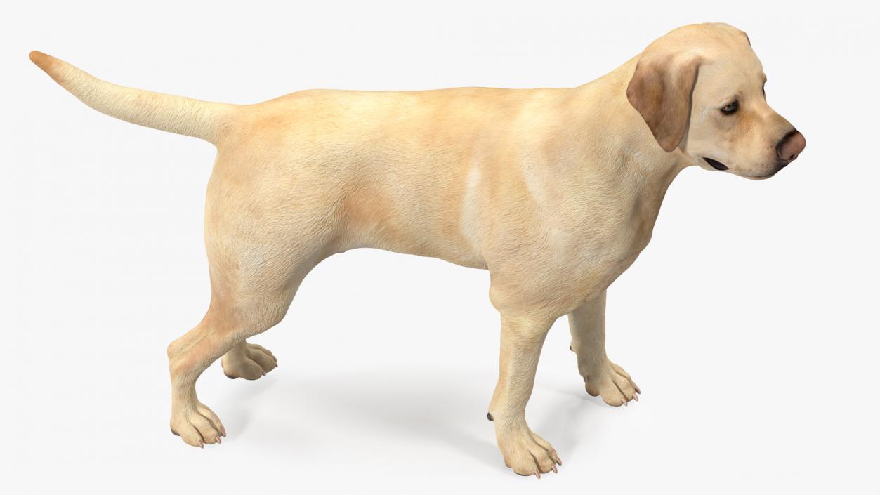 Labrador Dog White Standing 3D