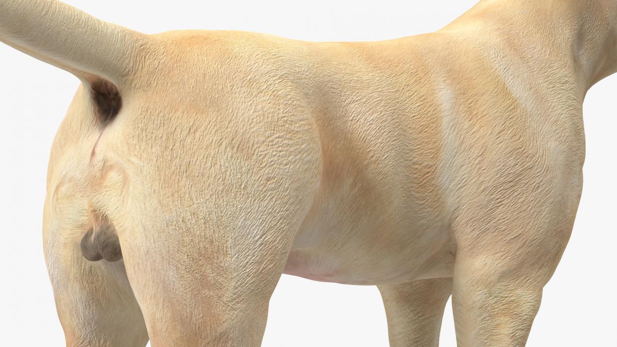 Labrador Dog White Standing 3D