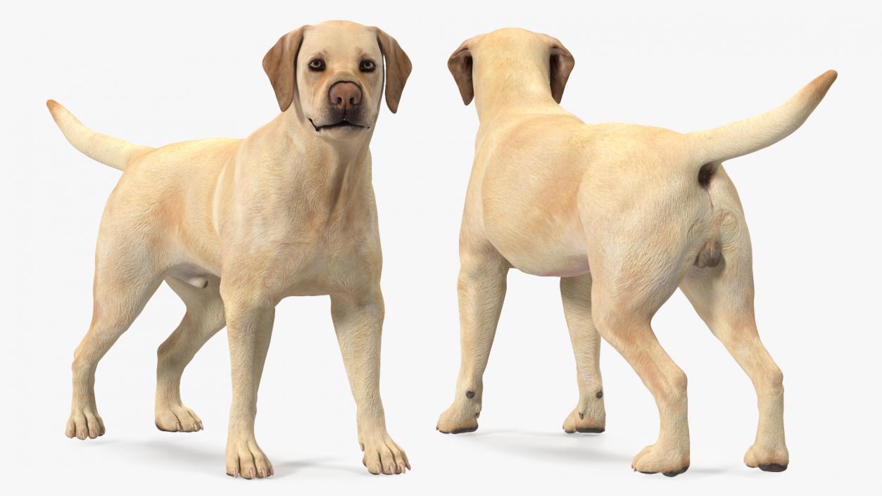 Labrador Dog White Standing 3D