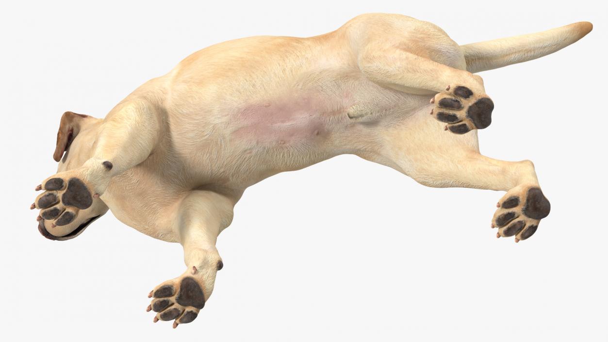 Labrador Dog White Standing 3D