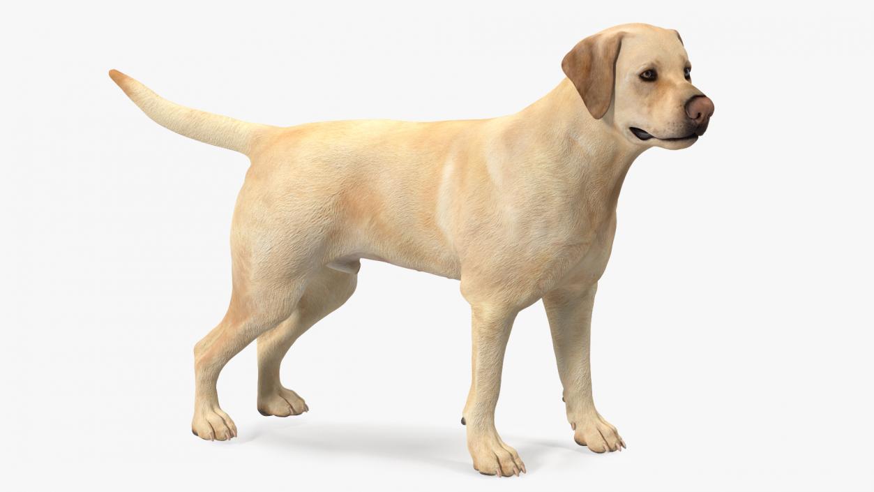 Labrador Dog White Standing 3D