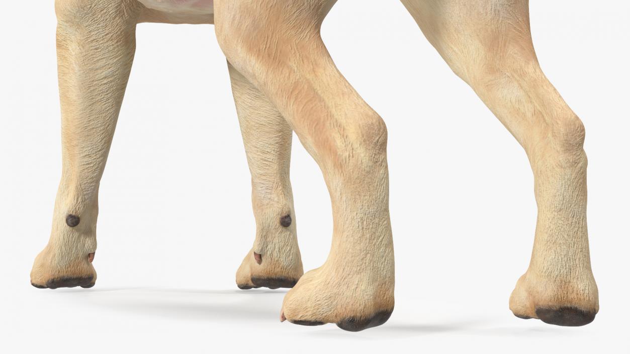 Labrador Dog White Standing 3D