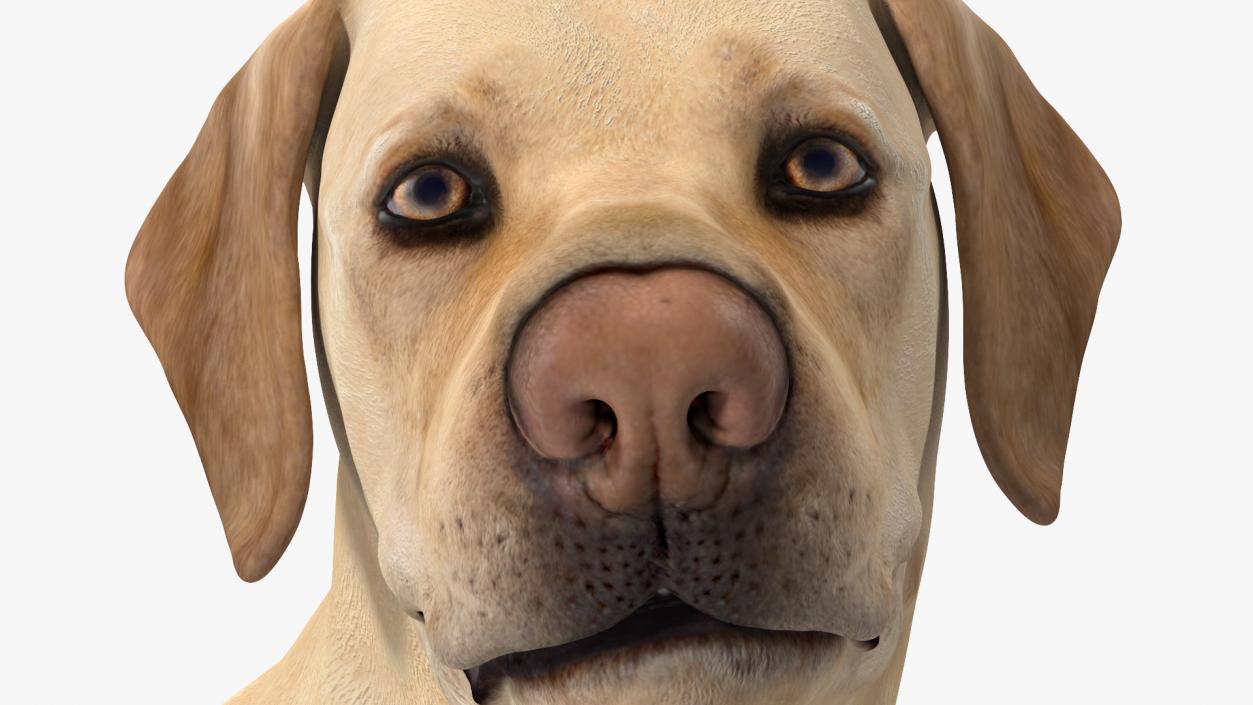 Labrador Dog White Standing 3D