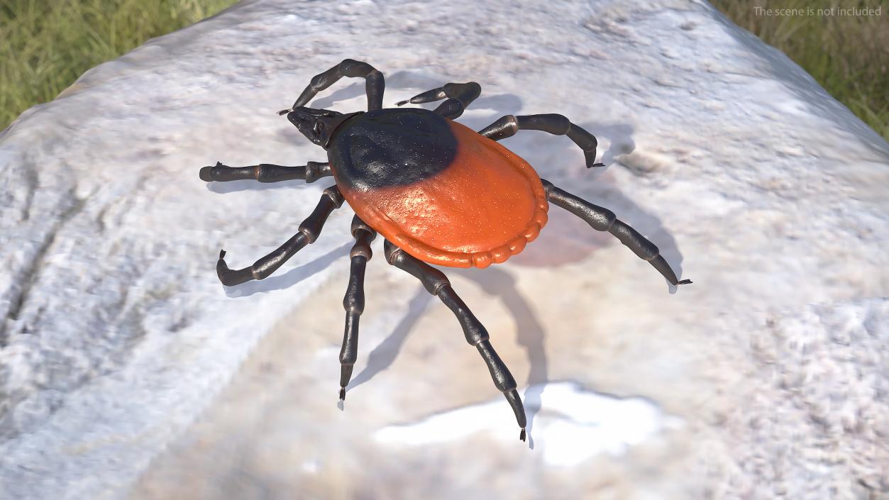 3D Tick Rigged