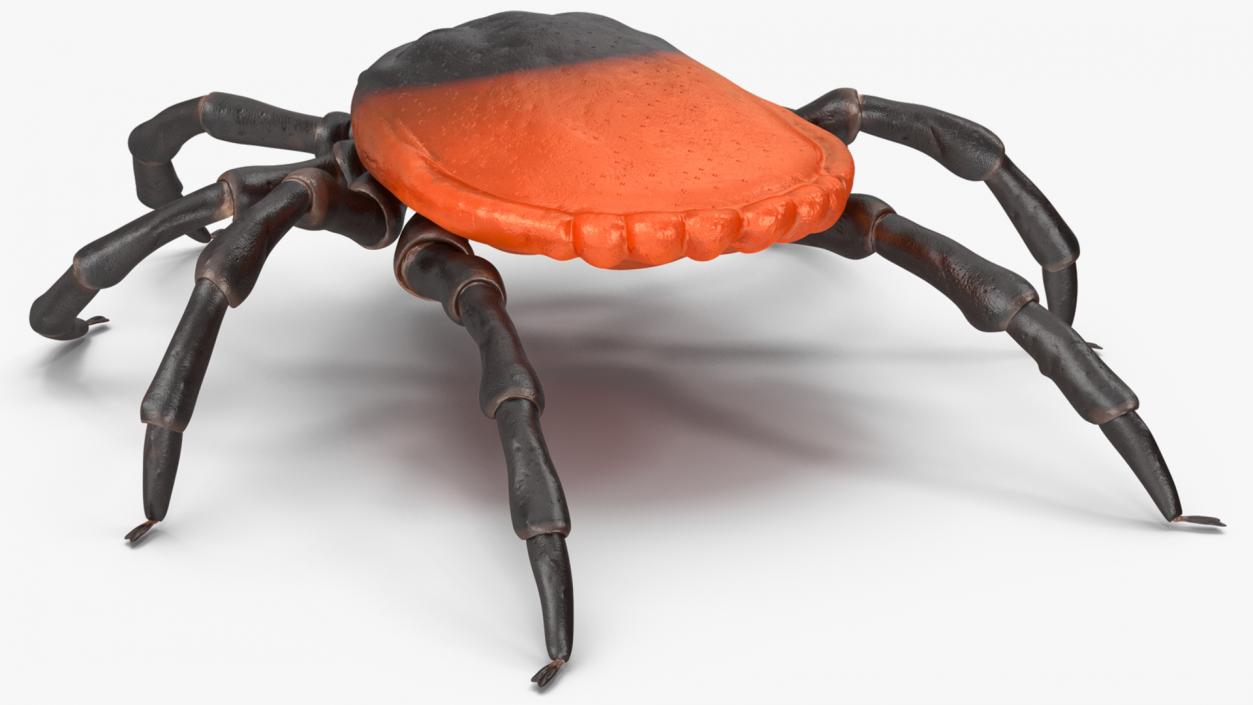 3D Tick Rigged