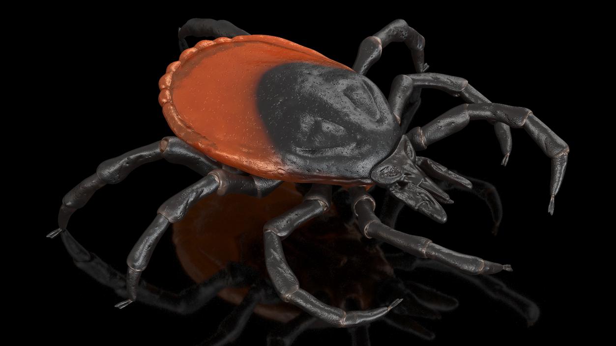 3D Tick Rigged