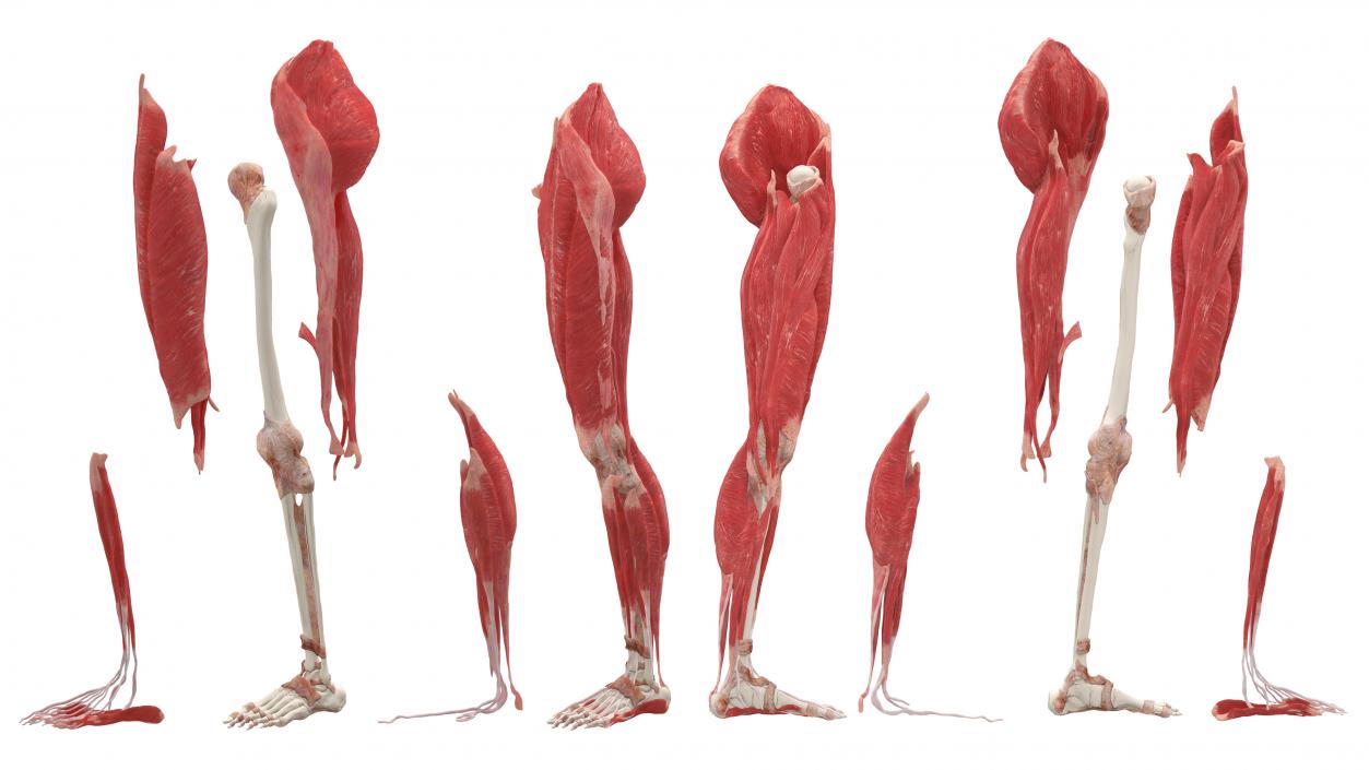 3D Realistic Leg Anatomy Female model