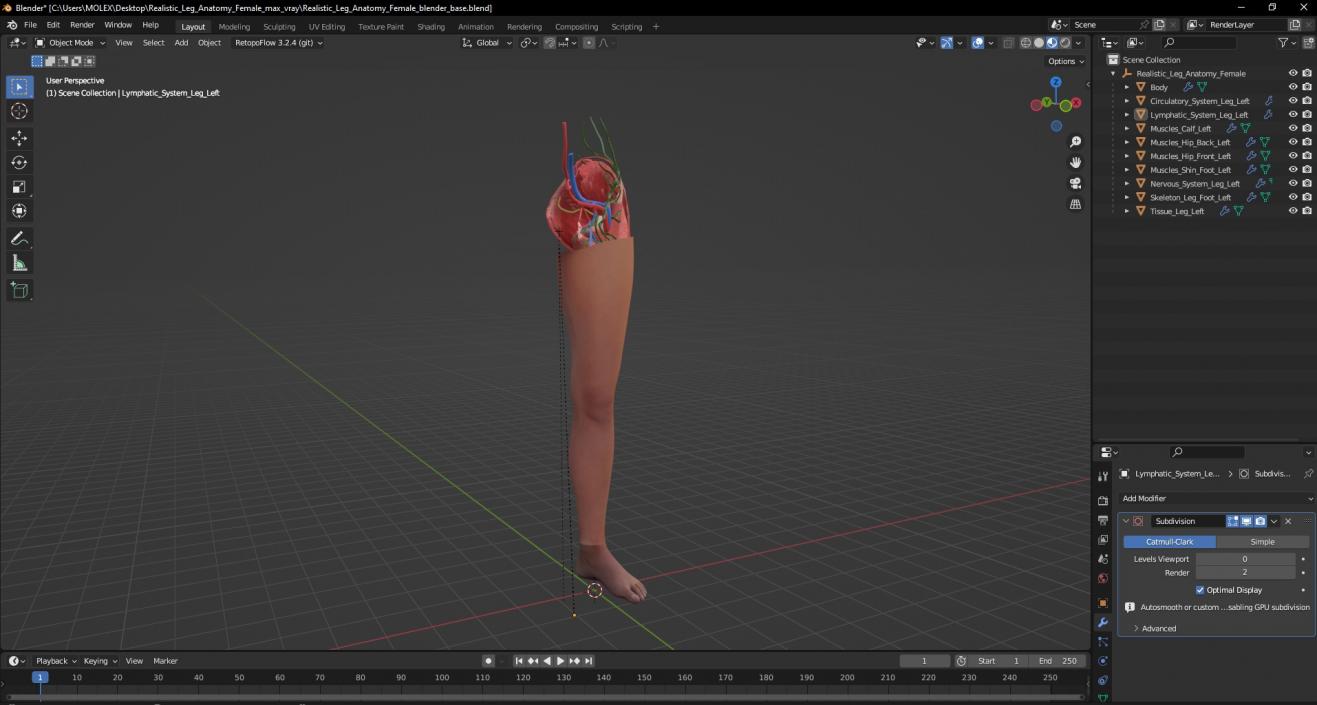 3D Realistic Leg Anatomy Female model