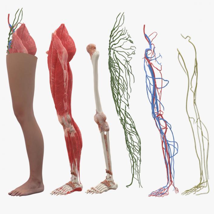 3D Realistic Leg Anatomy Female model