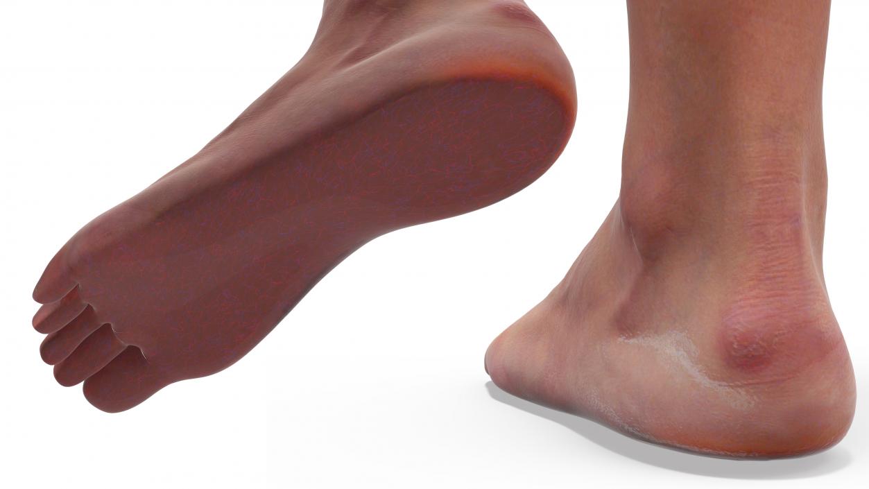 3D Realistic Leg Anatomy Female model