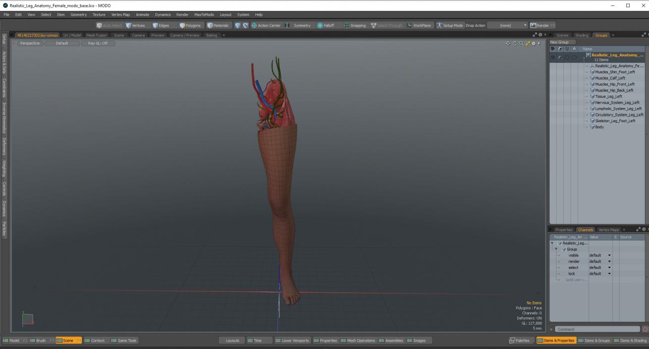 3D Realistic Leg Anatomy Female model