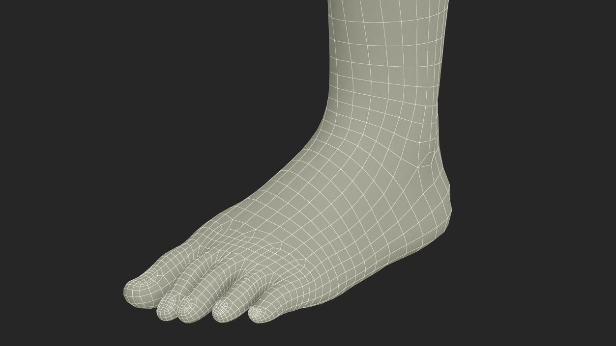 3D Realistic Leg Anatomy Female model