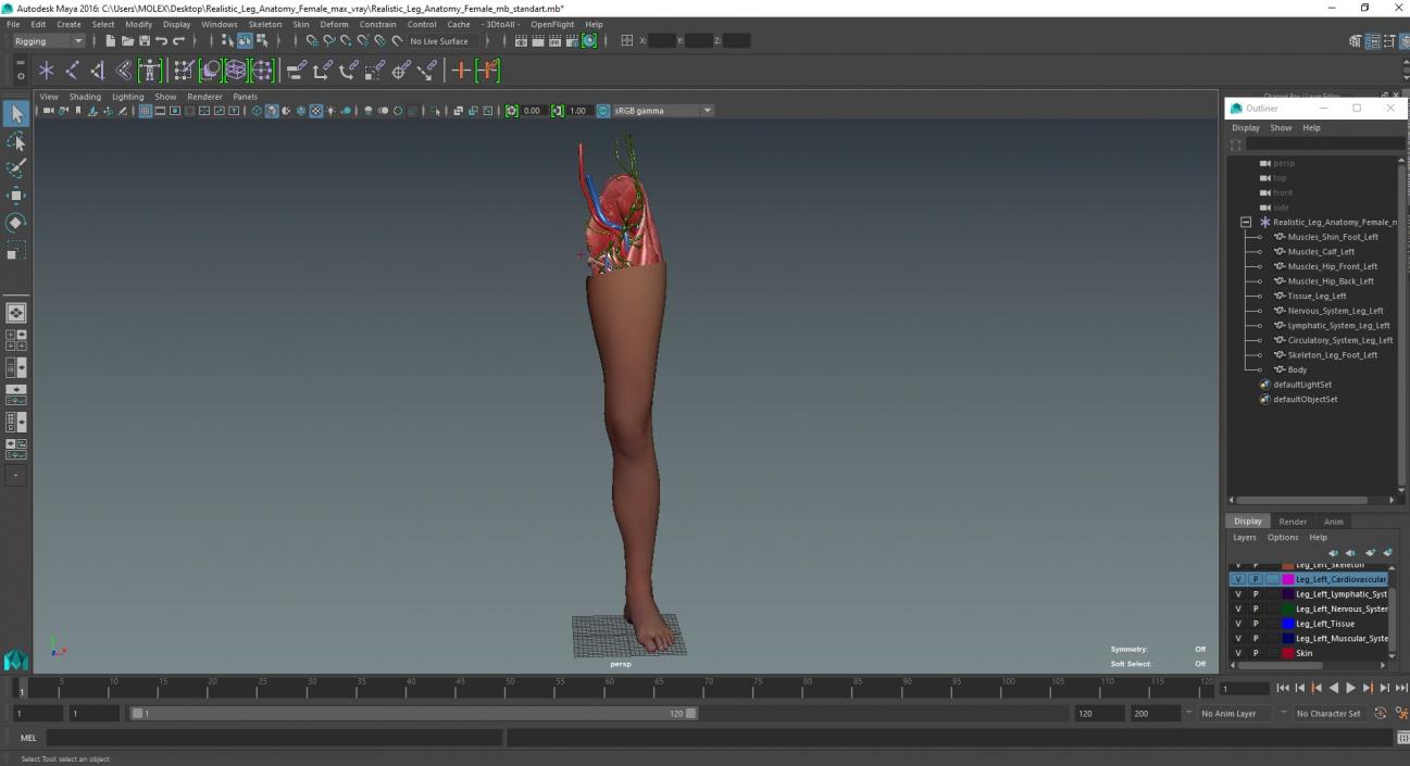 3D Realistic Leg Anatomy Female model