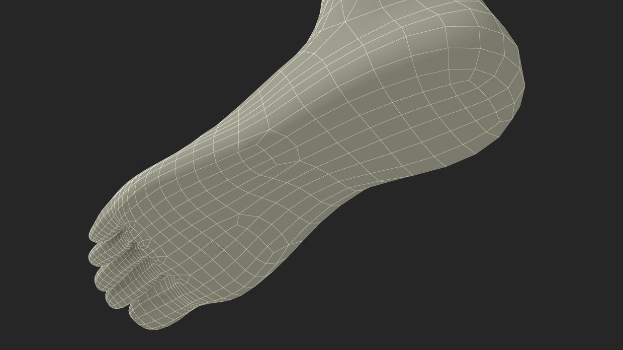 3D Realistic Leg Anatomy Female model